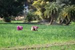 07 Jodpur Udaipur Mix (153)
